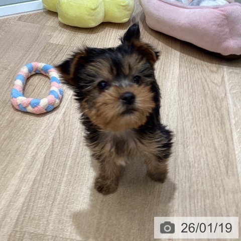 東京都のヨークシャーテリア (ペットプラス むさし村山店/2025年11月14日生まれ/女の子/スチールブルータン)の子犬の4枚目の画像