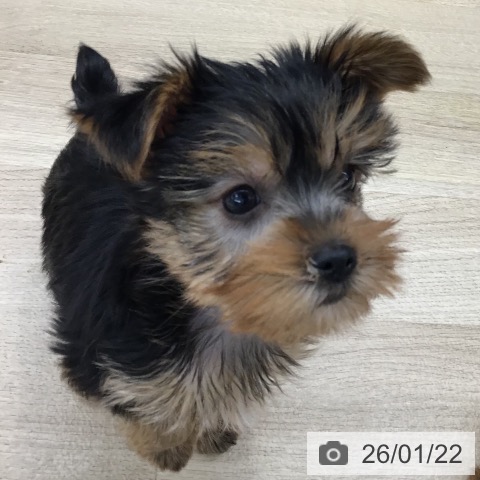 東京都のヨークシャーテリア (ペットプラス むさし村山店/2025年11月14日生まれ/女の子/スチールブルータン)の子犬の3枚目の画像
