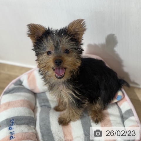 埼玉県のヨークシャーテリア (ペットプラス 所沢店/2025年11月14日生まれ/女の子/スチールブルータン)の子犬の3枚目の画像