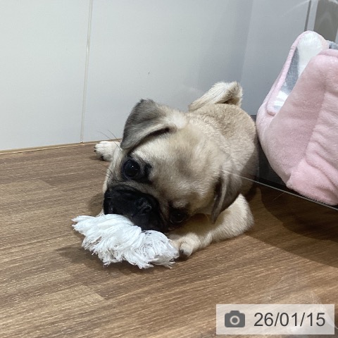 鳥取県のパグ (ペッツワン 日吉津店/2025年11月11日生まれ/女の子/フォーン)の子犬の3枚目の画像