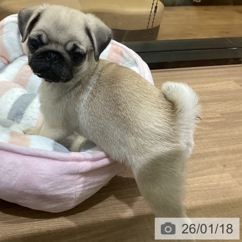 鳥取県のパグ (ペッツワン 日吉津店/2025年11月11日生まれ/女の子/フォーン)の子犬の4枚目の画像