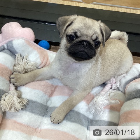 鳥取県のパグ (ペッツワン 日吉津店/2025年11月11日生まれ/女の子/フォーン)の子犬の3枚目の画像