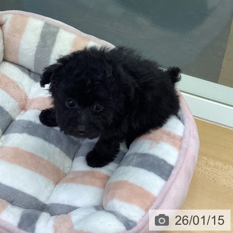 香川県のトイプードル(トイ) (ペットプラス 高松店/2025年11月9日生まれ/男の子/ブラック)の子犬の4枚目の画像