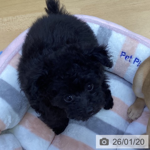香川県のトイプードル(トイ) (ペットプラス 高松店/2025年11月9日生まれ/男の子/ブラック)の子犬の3枚目の画像