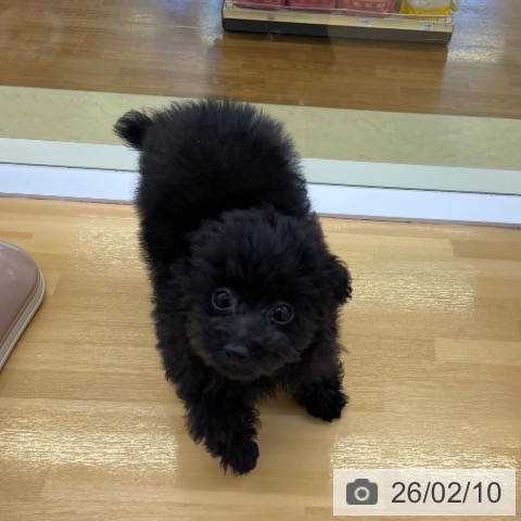 香川県のトイプードル(トイ) (ペットプラス 高松店/2025年11月9日生まれ/男の子/ブラック)の子犬の3枚目の画像