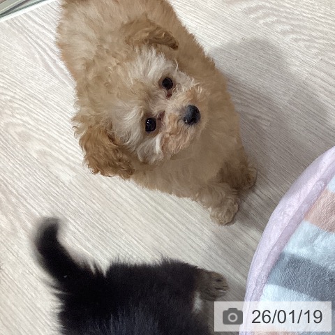 岡山県のトイプードル(トイ) (ペットプラス 岡山店/2025年11月9日生まれ/女の子/オレンジフォーン)の子犬の4枚目の画像