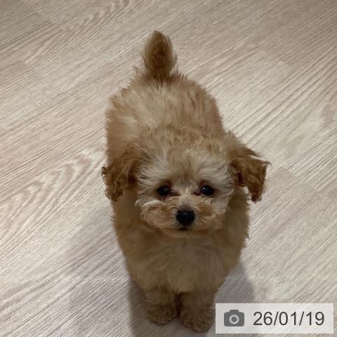 岡山県のトイプードル(トイ) (ペットプラス 岡山店/2025年11月9日生まれ/女の子/オレンジフォーン)の子犬の3枚目の画像