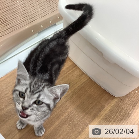 アメリカンショートヘアの写真