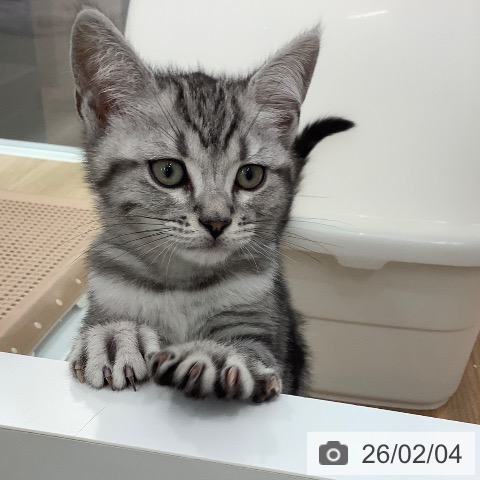 アメリカンショートヘアの写真