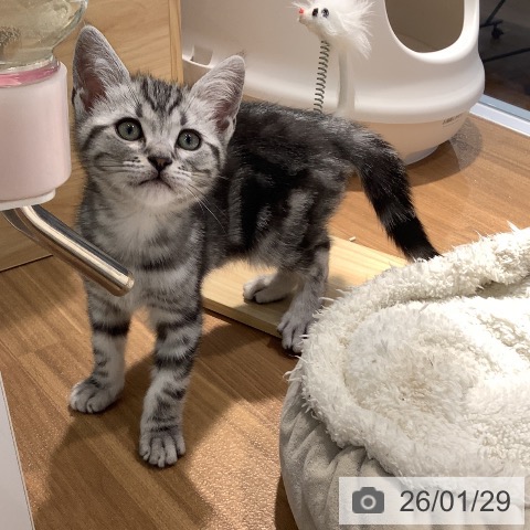 大阪府のアメリカンショートヘアー (ペットプラス りんくう泉南店/2025年11月14日生まれ/男の子/シルバータビー)の子猫の4枚目の画像