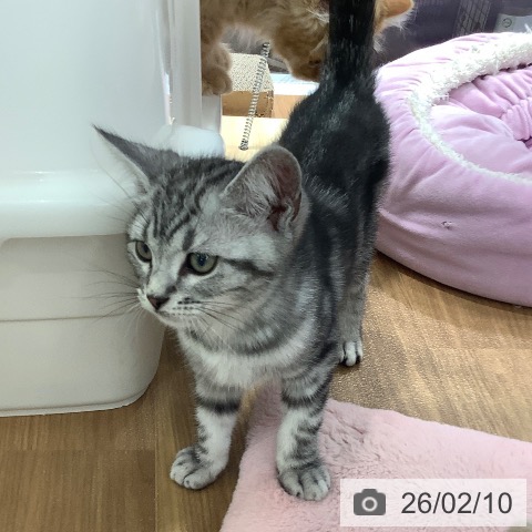 アメリカンショートヘアの写真