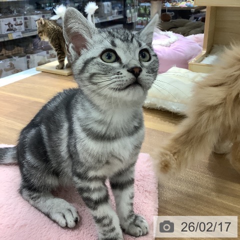 大阪府のアメリカンショートヘアー (ペットプラス りんくう泉南店/2025年11月14日生まれ/男の子/シルバータビー)の子猫の4枚目の画像