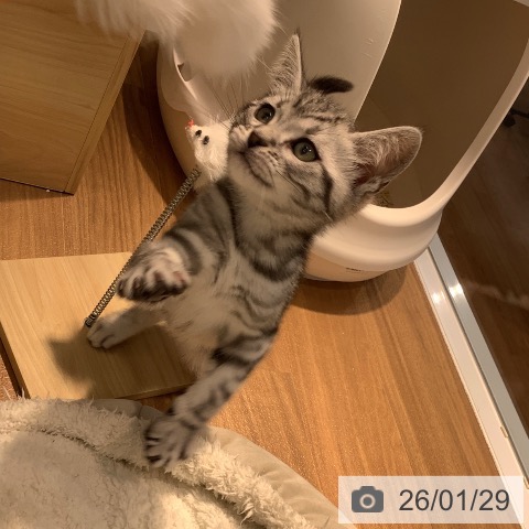 大阪府のアメリカンショートヘアー (ペットプラス りんくう泉南店/2025年11月14日生まれ/男の子/シルバータビー)の子猫の3枚目の画像