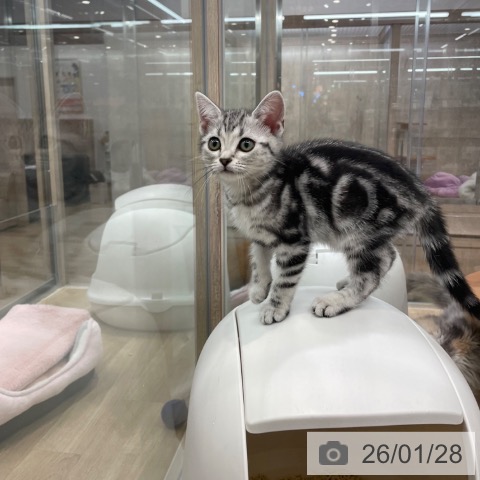 アメリカンショートヘアの写真