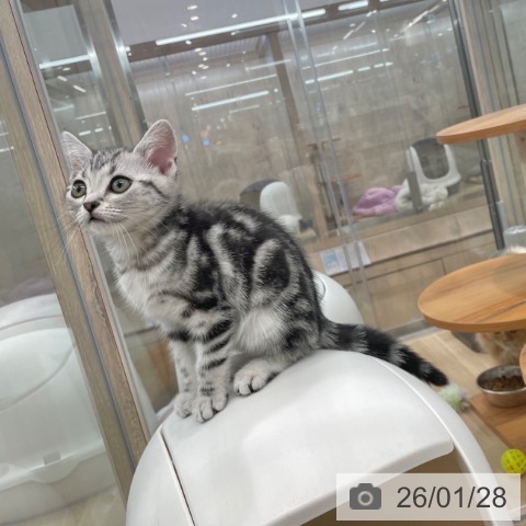 アメリカンショートヘアの写真