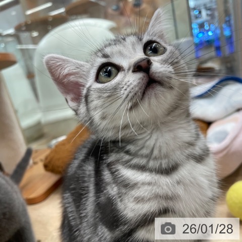 アメリカンショートヘアの写真