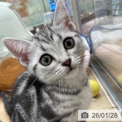 大阪府のアメリカンショートヘアー (ペットプラス イオン大日店/2025年11月14日生まれ/女の子/シルバータビー)の子猫の4枚目の画像