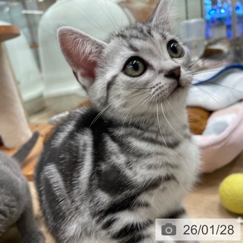 大阪府のアメリカンショートヘアー (ペットプラス イオン大日店/2025年11月14日生まれ/女の子/シルバータビー)の子猫の3枚目の画像