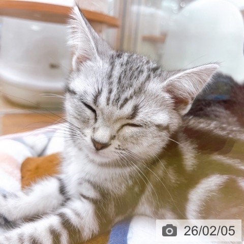 大阪府のアメリカンショートヘアー (ペットプラス イオン大日店/2025年11月14日生まれ/女の子/シルバータビー)の子猫の3枚目の画像