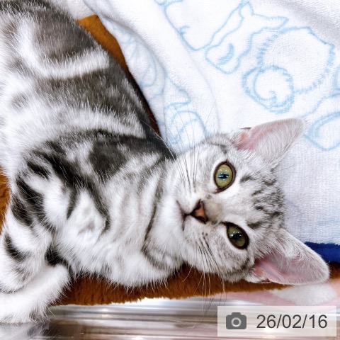 大阪府のアメリカンショートヘアー (ペットプラス イオン大日店/2025年11月14日生まれ/女の子/シルバータビー)の子猫の3枚目の画像