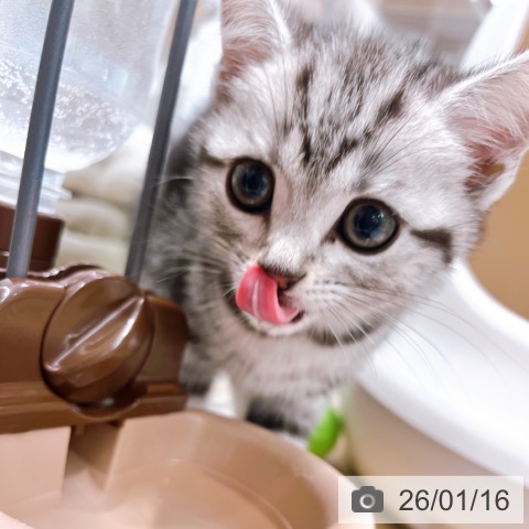 大阪府のアメリカンショートヘアー (ペットプラス イオン大日店/2025年11月14日生まれ/女の子/シルバータビー)の子猫の4枚目の画像