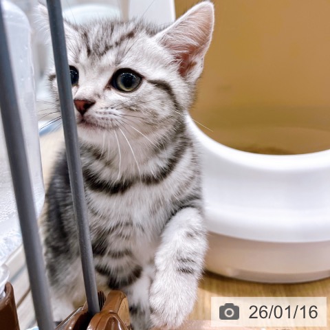 大阪府のアメリカンショートヘアー (ペットプラス イオン大日店/2025年11月14日生まれ/女の子/シルバータビー)の子猫の3枚目の画像