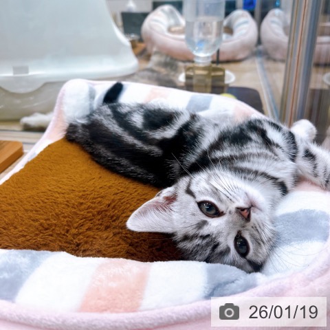 大阪府のアメリカンショートヘアー (ペットプラス イオン大日店/2025年11月14日生まれ/女の子/シルバータビー)の子猫の3枚目の画像