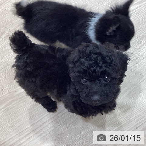 岡山県のトイプードル(トイ) (ペットプラス 岡山店/2025年11月15日生まれ/女の子/ブラック)の子犬の3枚目の画像