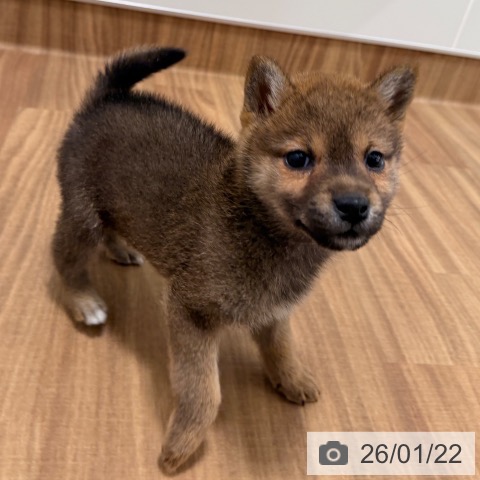 岡山県の柴犬(標準サイズ) (ペッツワン 岡山南店/2025年11月11日生まれ/女の子/赤)の子犬の4枚目の画像