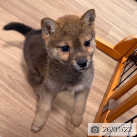 岡山県の柴犬(標準サイズ) (ペッツワン 岡山南店/2025年11月11日生まれ/女の子/赤)の子犬の3枚目の画像