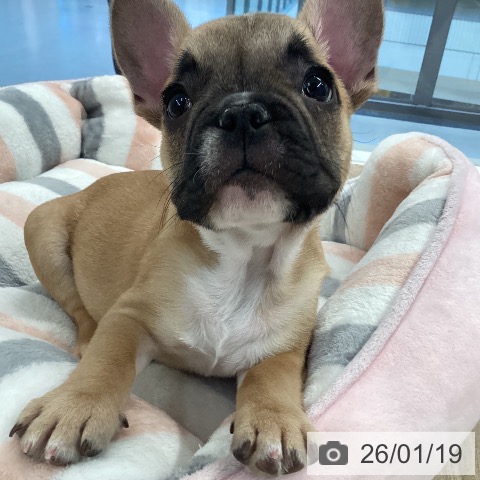 愛媛県のフレンチブルドッグ (ペットプラス 新居浜店/2025年11月7日生まれ/男の子/フォーン)の子犬の4枚目の画像