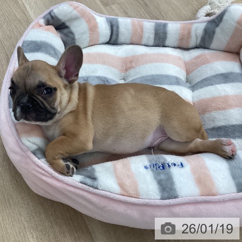 愛媛県のフレンチブルドッグ (ペットプラス 新居浜店/2025年11月7日生まれ/男の子/フォーン)の子犬の3枚目の画像