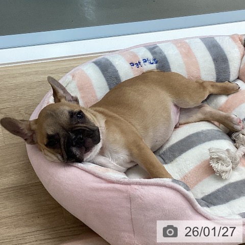 愛媛県のフレンチブルドッグ (ペットプラス 新居浜店/2025年11月7日生まれ/男の子/フォーン)の子犬の3枚目の画像