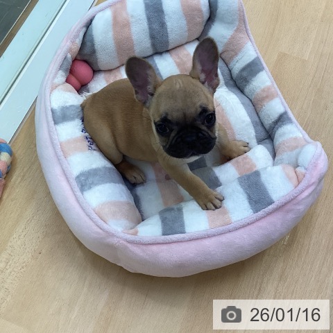 香川県のフレンチブルドッグ (ペットプラス 綾川店/2025年11月7日生まれ/女の子/フォーン)の子犬の4枚目の画像