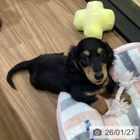 鳥取県のミニチュアダックスフンド(ロング) (ペッツワン 日吉津店/2025年11月18日生まれ/男の子/ブラックタン)の子犬の4枚目の画像