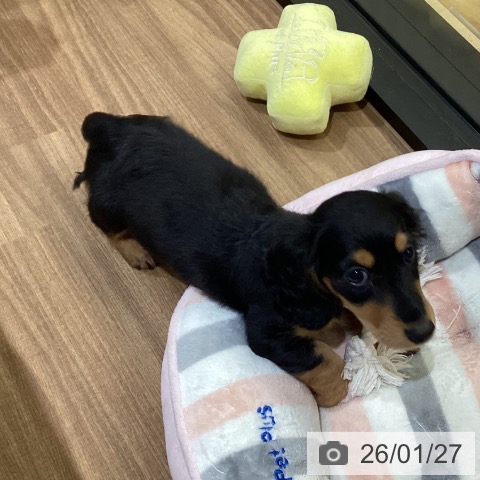 鳥取県のミニチュアダックスフンド(ロング) (ペッツワン 日吉津店/2025年11月18日生まれ/男の子/ブラックタン)の子犬の3枚目の画像