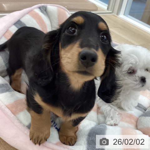 ミニチュア・ダックスフンドの写真