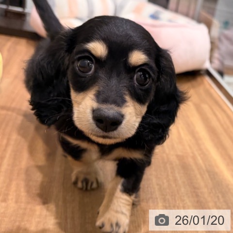 岡山県のミニチュアダックスフンド(ロング) (ペッツワン 岡山南店/2025年11月18日生まれ/女の子/ブラックイエロー)の子犬の4枚目の画像