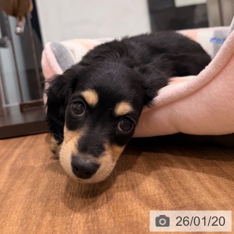 岡山県のミニチュアダックスフンド(ロング) (ペッツワン 岡山南店/2025年11月18日生まれ/女の子/ブラックイエロー)の子犬の3枚目の画像