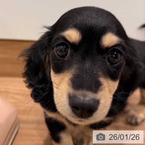 岡山県のミニチュアダックスフンド(ロング) (ペッツワン 岡山南店/2025年11月18日生まれ/女の子/ブラックイエロー)の子犬の4枚目の画像