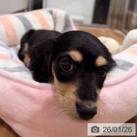 岡山県のミニチュアダックスフンド(ロング) (ペッツワン 岡山南店/2025年11月18日生まれ/女の子/ブラックイエロー)の子犬の3枚目の画像