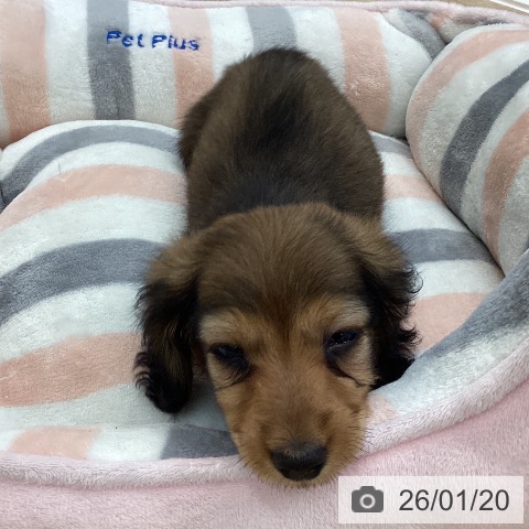 愛媛県のミニチュアダックスフンド(ロング) (ペットプラス 新居浜店/2025年11月18日生まれ/女の子/シェーデットレッド)の子犬の3枚目の画像