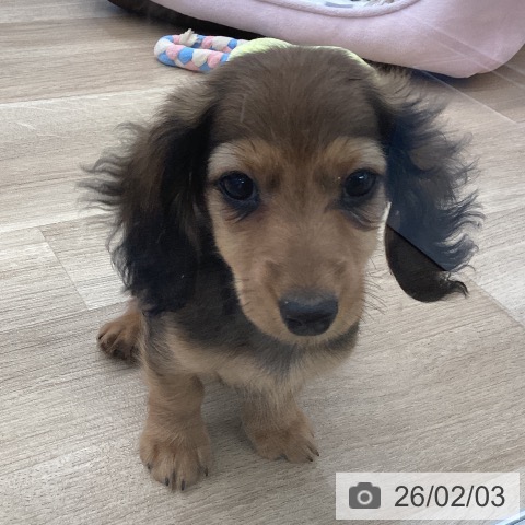 愛媛県のミニチュアダックスフンド(ロング) (ペットプラス 新居浜店/2025年11月18日生まれ/女の子/シェーデットレッド)の子犬の4枚目の画像