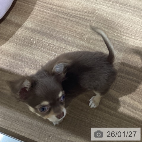 鳥取県のチワワ(ロング) (ペッツワン 日吉津店/2025年11月18日生まれ/男の子/チョコレートクリーム)の子犬の3枚目の画像