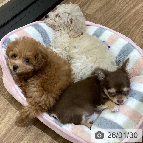 鳥取県のチワワ(ロング) (ペッツワン 日吉津店/2025年11月18日生まれ/男の子/チョコレートクリーム)の子犬の3枚目の画像