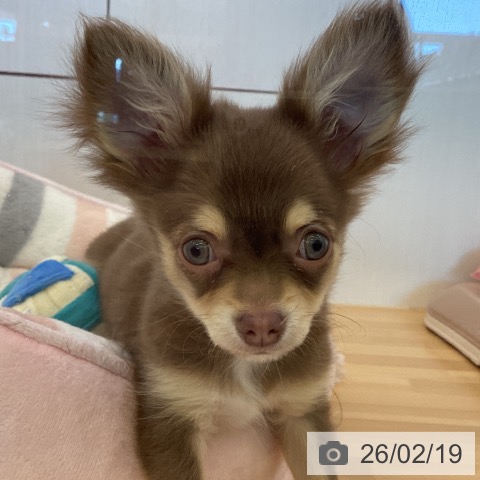 香川県のチワワ(ロング) (ペットプラス 高松店/2025年11月18日生まれ/男の子/チョコレートクリーム)の子犬の4枚目の画像