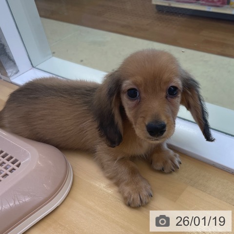 香川県のミニチュアダックスフンド(ロング) (ペットプラス 高松店/2025年11月19日生まれ/男の子/レッド)の子犬の4枚目の画像