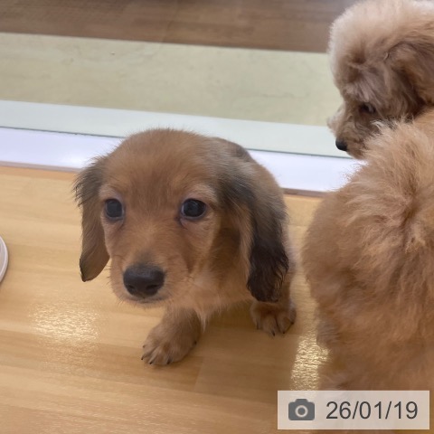 香川県のミニチュアダックスフンド(ロング) (ペットプラス 高松店/2025年11月19日生まれ/男の子/レッド)の子犬の3枚目の画像