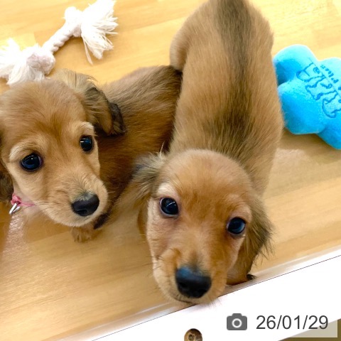 香川県のミニチュアダックスフンド(ロング) (ペットプラス 高松店/2025年11月19日生まれ/男の子/レッド)の子犬の4枚目の画像