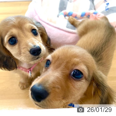 香川県のミニチュアダックスフンド(ロング) (ペットプラス 高松店/2025年11月19日生まれ/男の子/レッド)の子犬の3枚目の画像